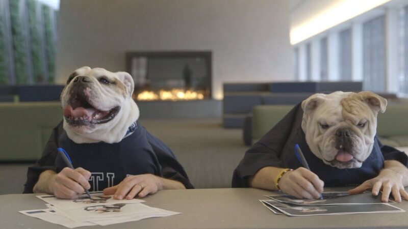 Georgetown Jack and Blue III – Bulldog Buddies Reunited