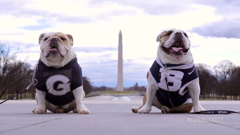 Georgetown Jack and Butler Blue III- The Pawtriotic Choice