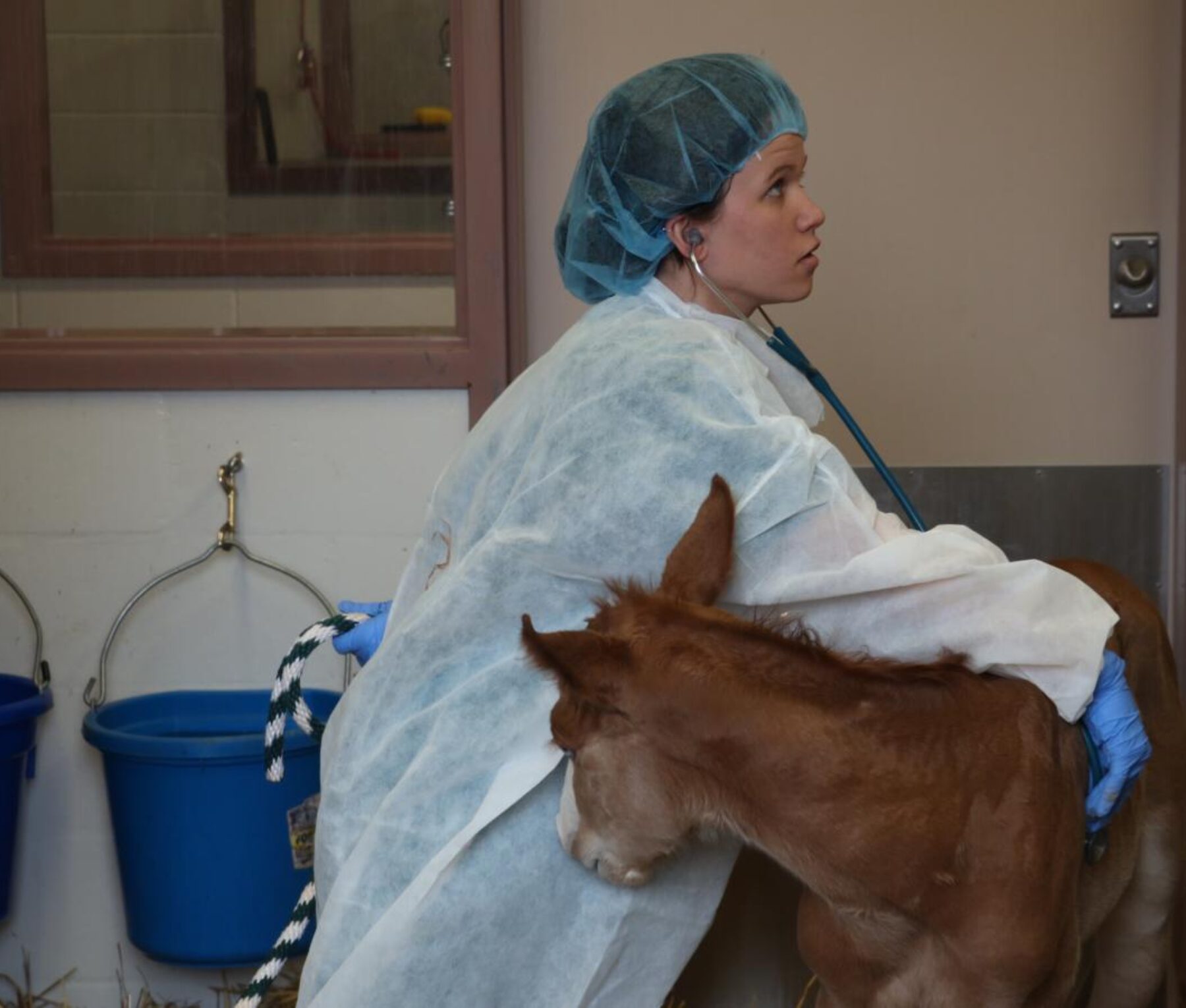 Gallagher examines a foal she named 