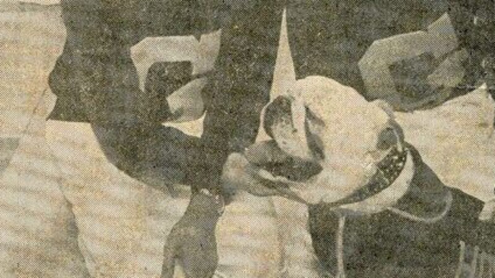 old image of jack the bulldog with students