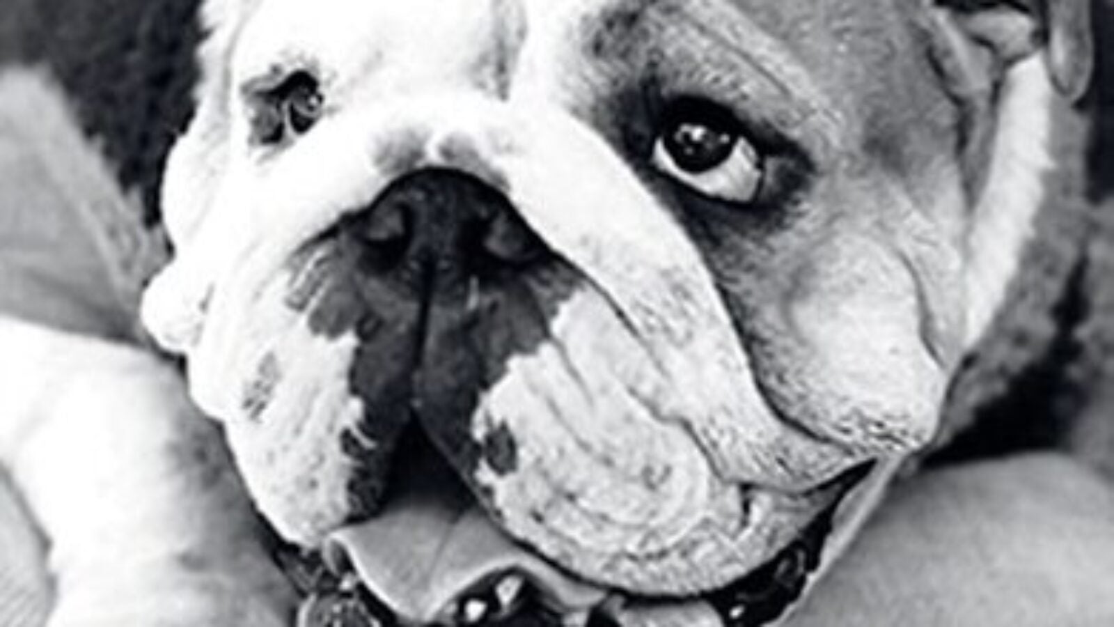 black and white jack the bulldog laying down