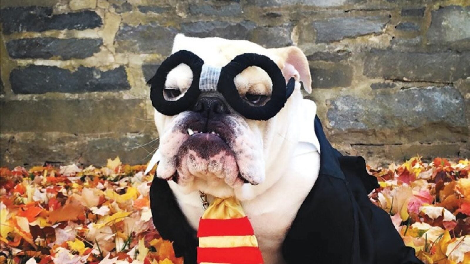 jack dressed as harry potter