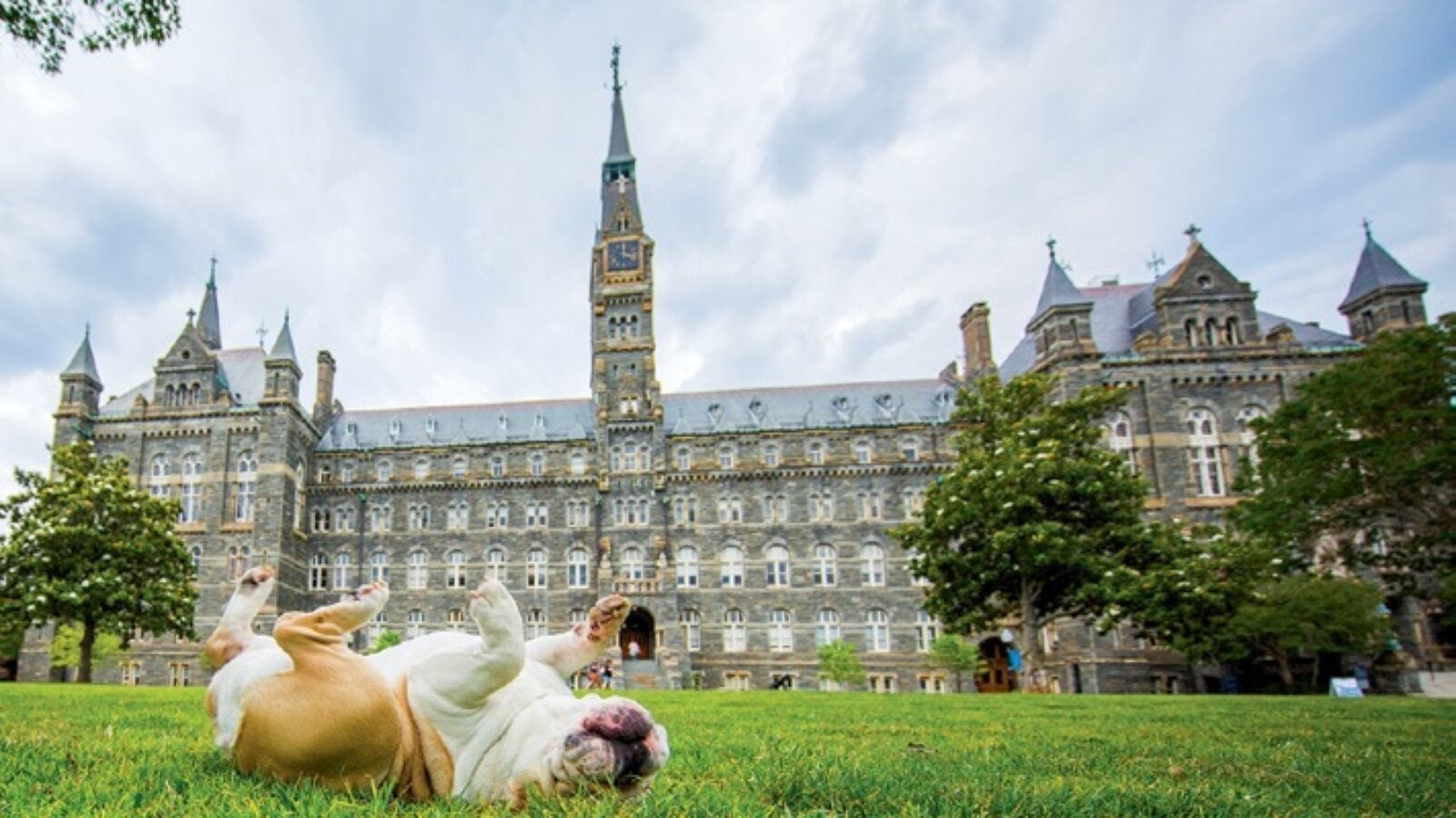 jack rolling in grass