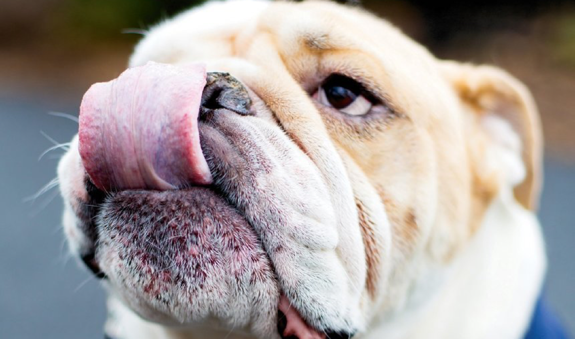 jack tongue out crop