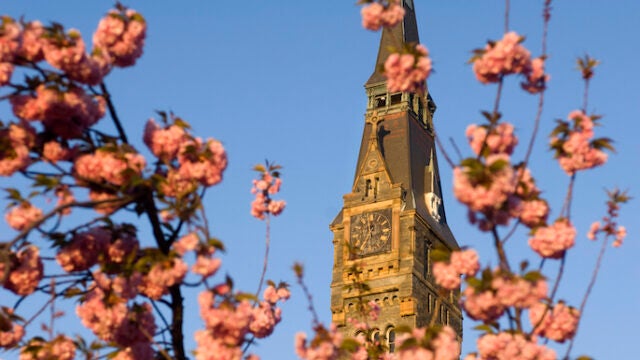 generic image of healy with blossoms