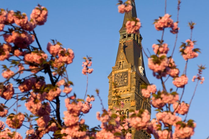 healy hall clock seen through blossoms