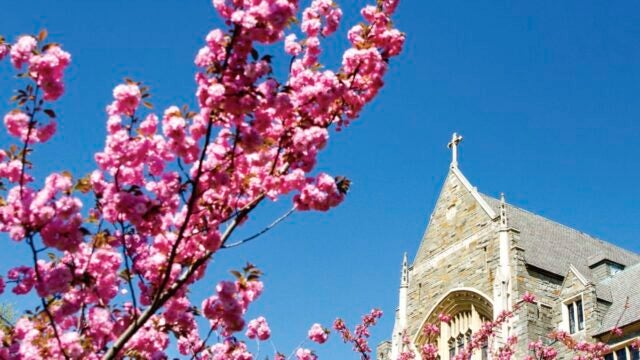 cherry blossoms with white gravenor hall