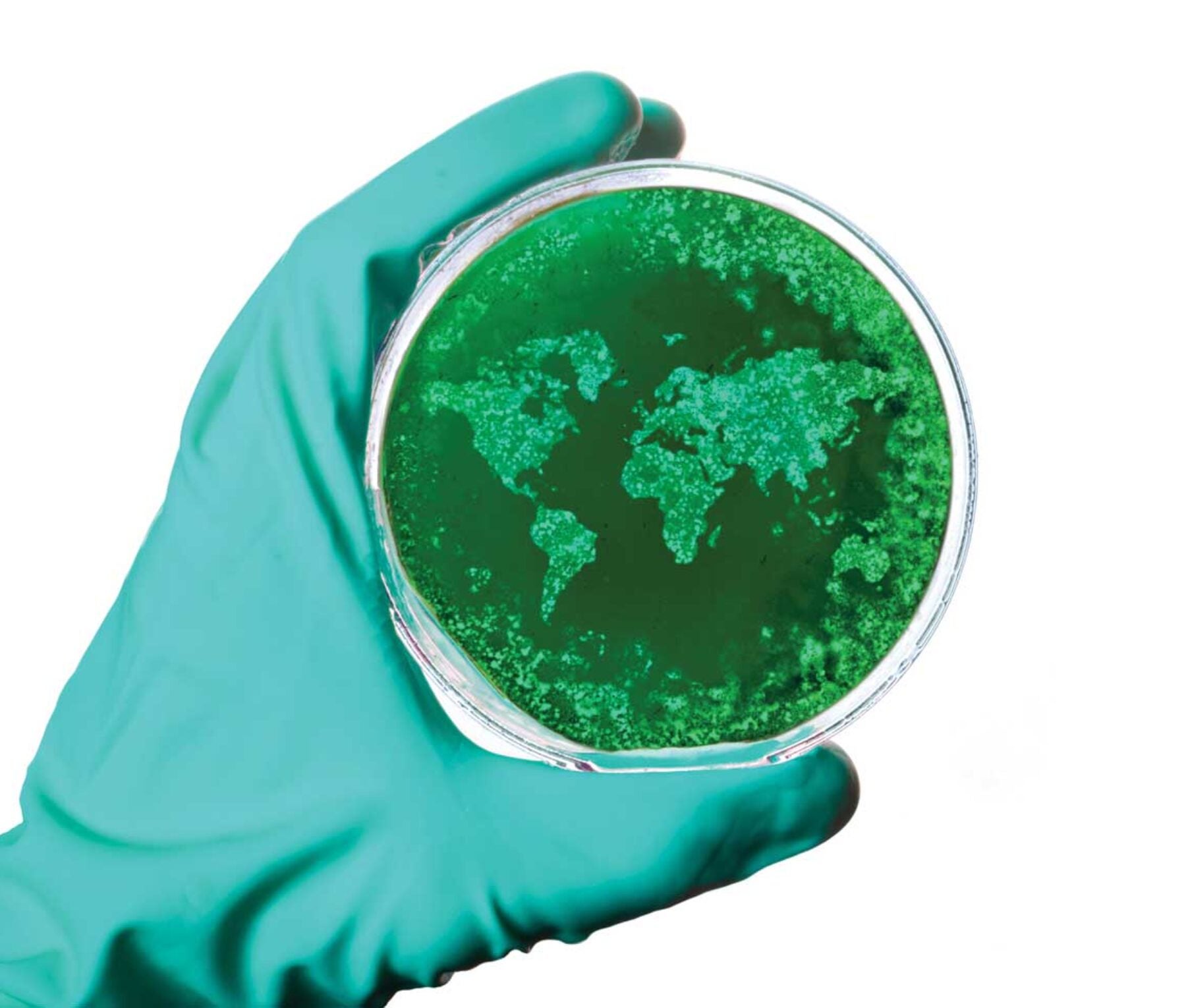 petri dish with bacteria that look like the world map