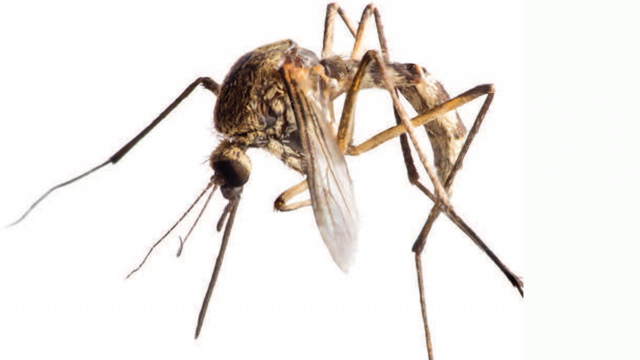 huge mosquito close-up