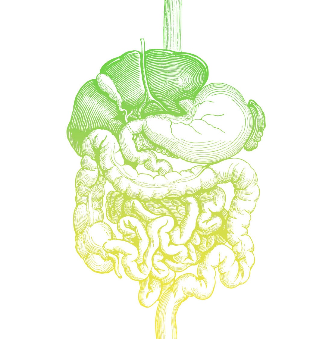 graphic of gut with green to yellow gradient overlayed