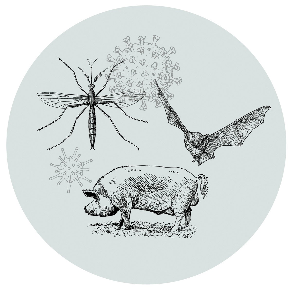 illustration of a pig, mosquito and bat