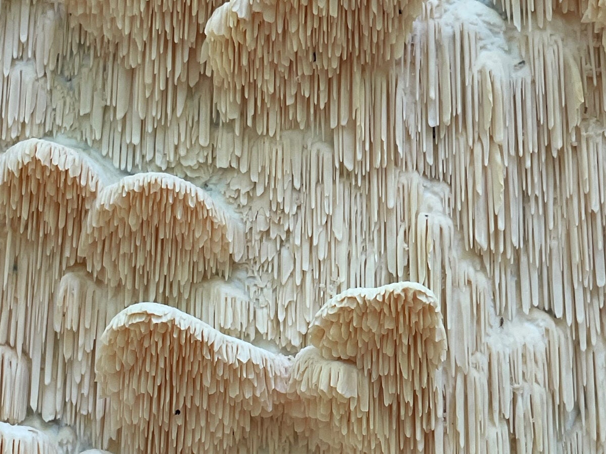 This close-up of a marshmallow polypore fungus, growing on the side of a dead tree near Glover- Archbold Park, has an otherworldly aura.