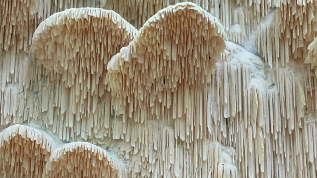 This close-up of a marshmallow polypore fungus, growing on the side of a dead tree near Glover- Archbold Park, has an otherworldly aura.