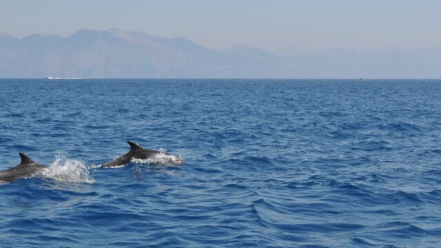 dolphins swimming in the sea