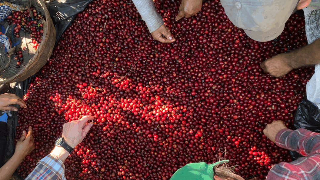 harvesting coffee beans