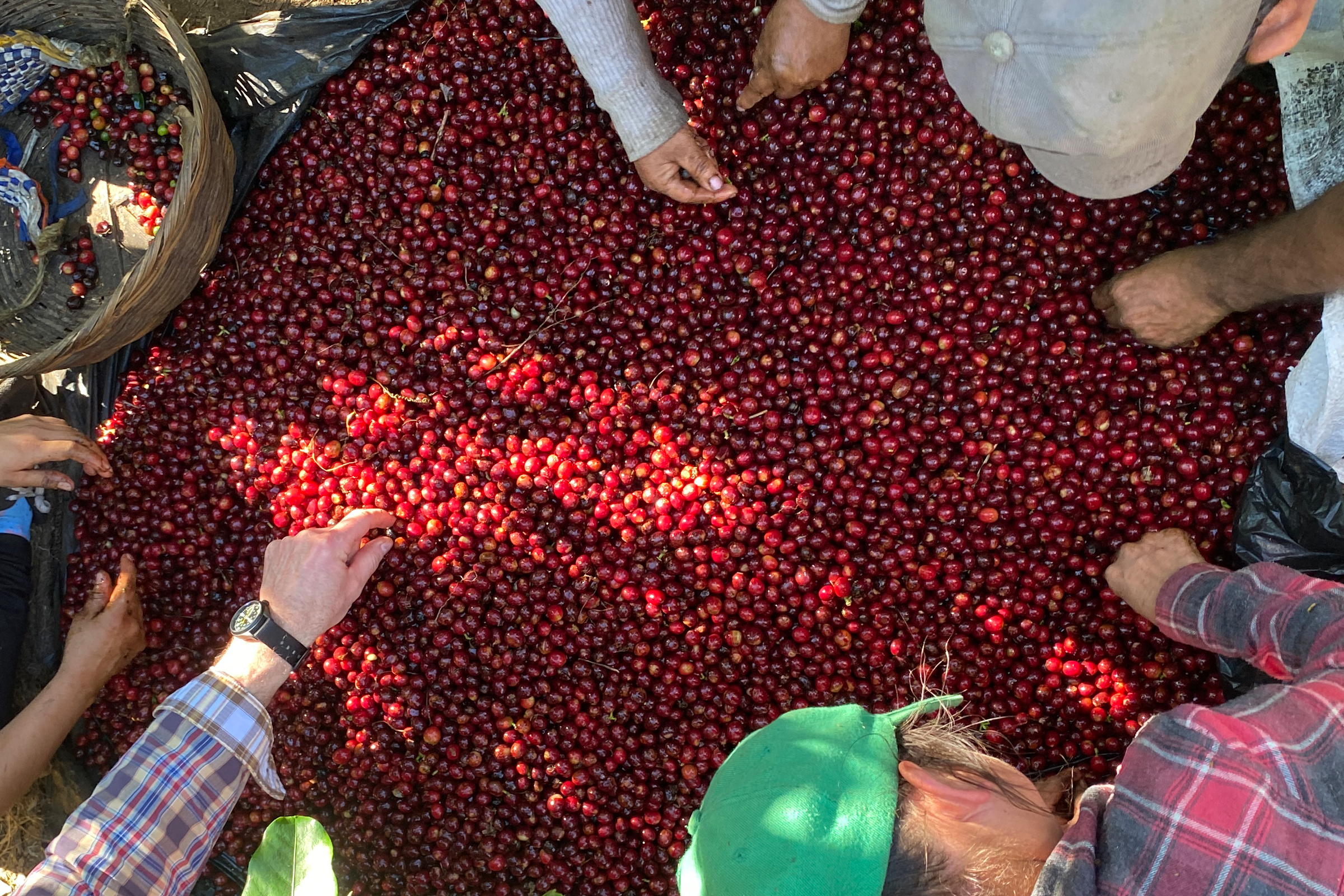 harvesting coffee beans