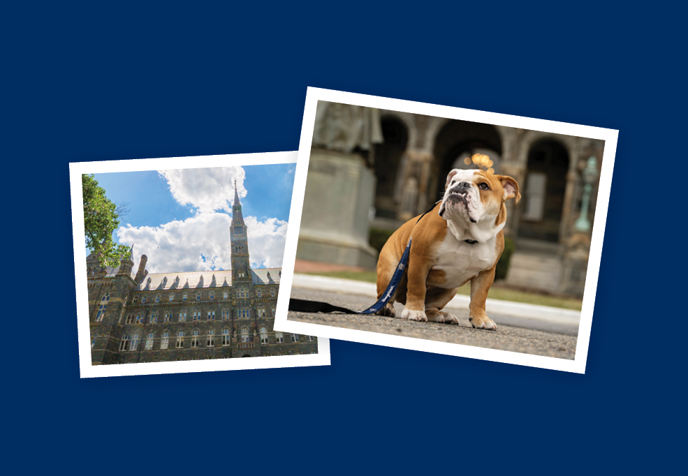 jack the bulldog and healy hall