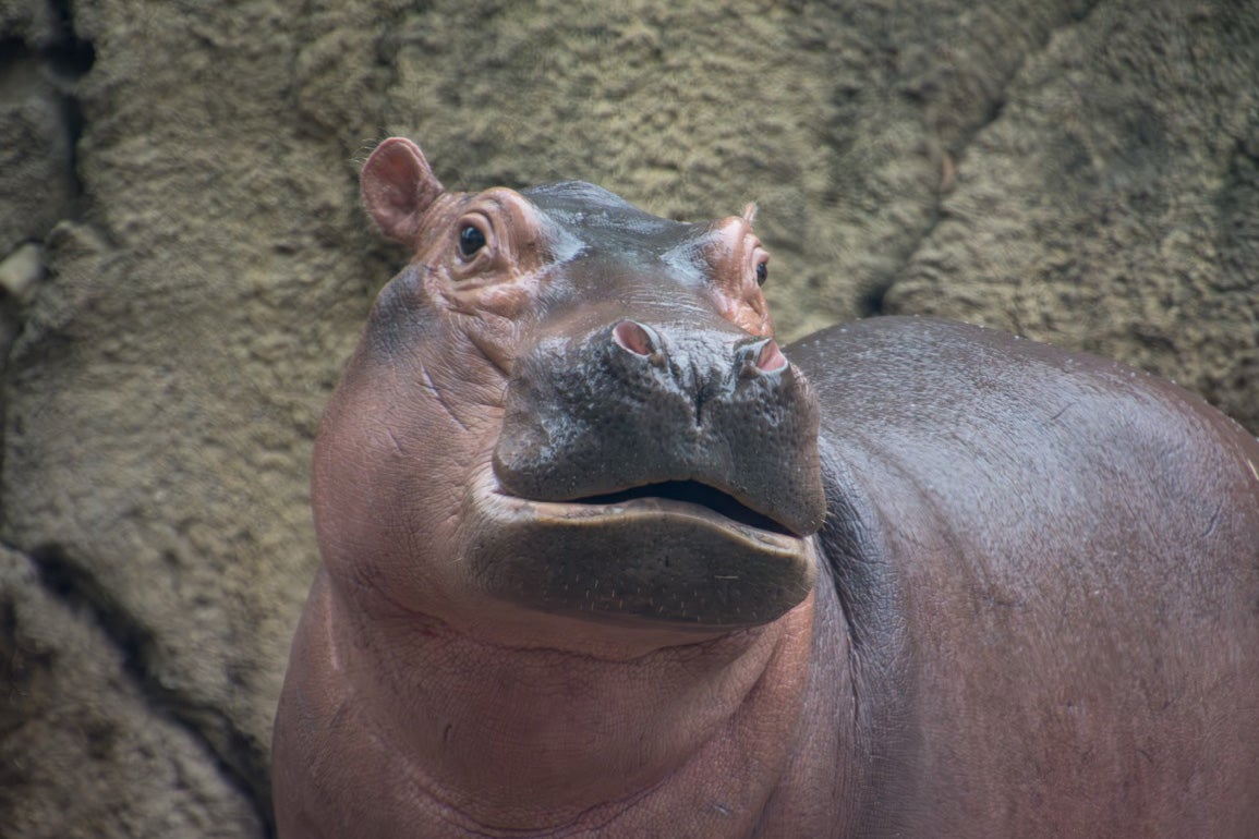 fiona the hippo