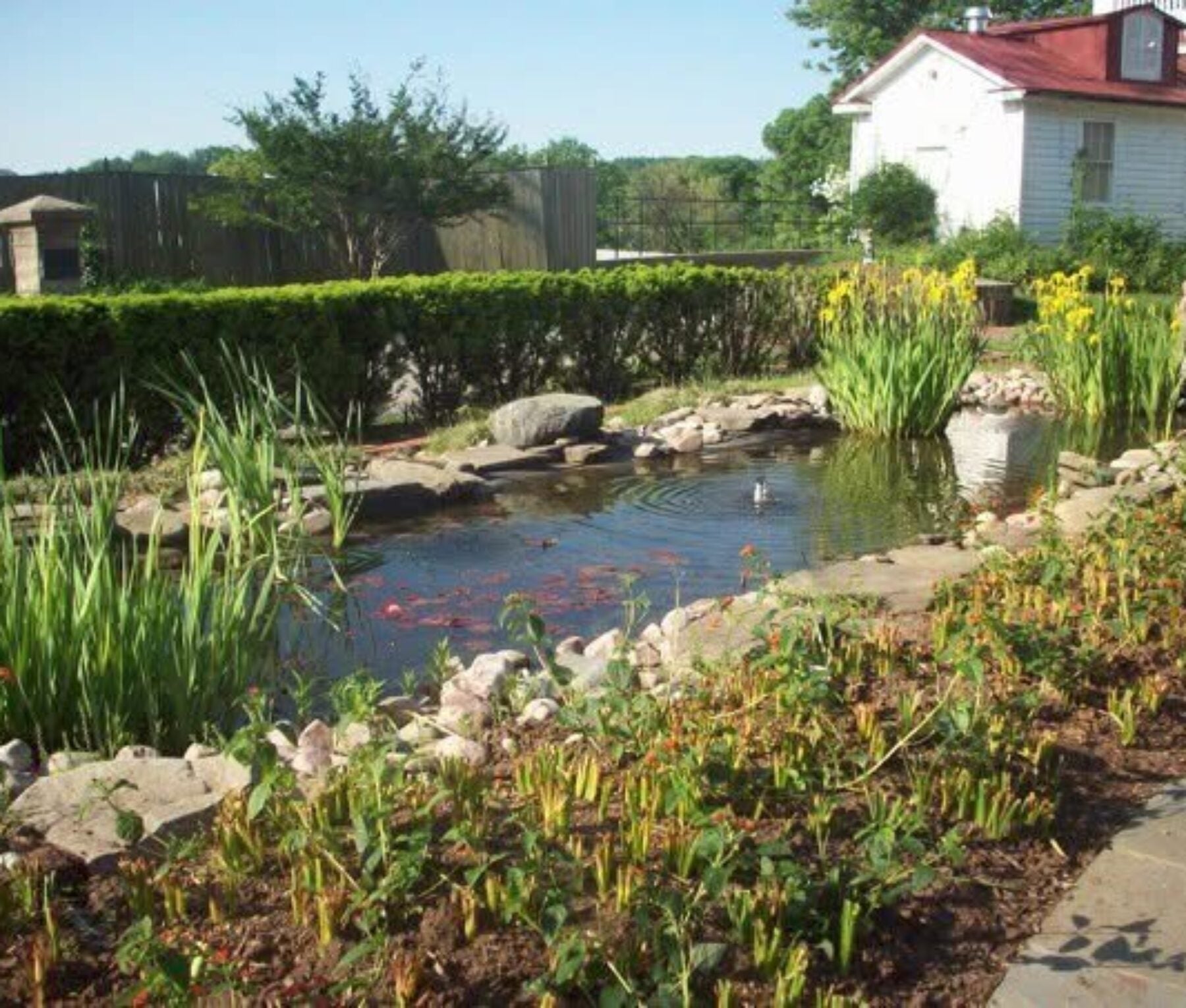 koi ponds on campus